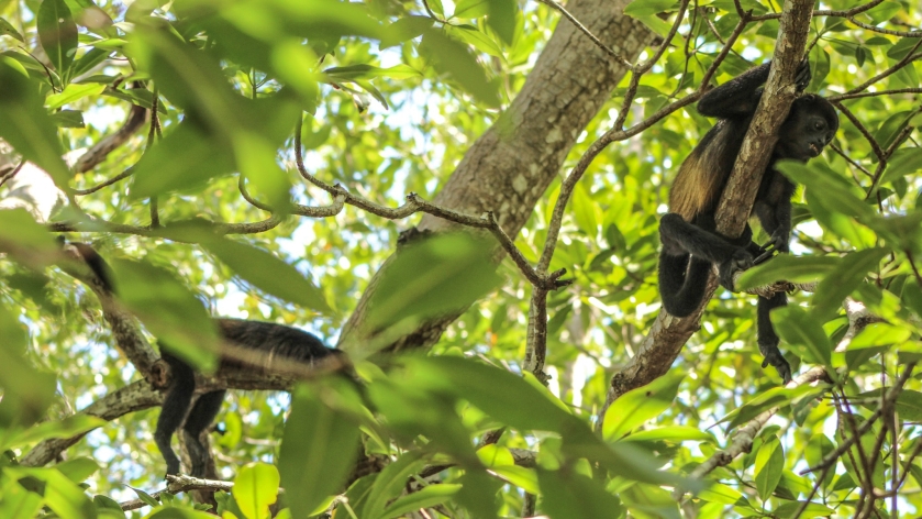 Howler monkies resting in a tree in the Tamarindo Estuary